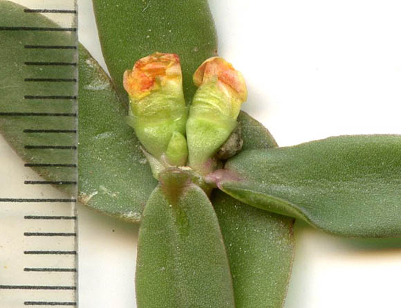  Portulaca umbraticola Kunth 
